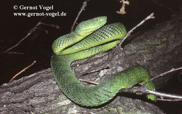 Trimeresurus nebularis female